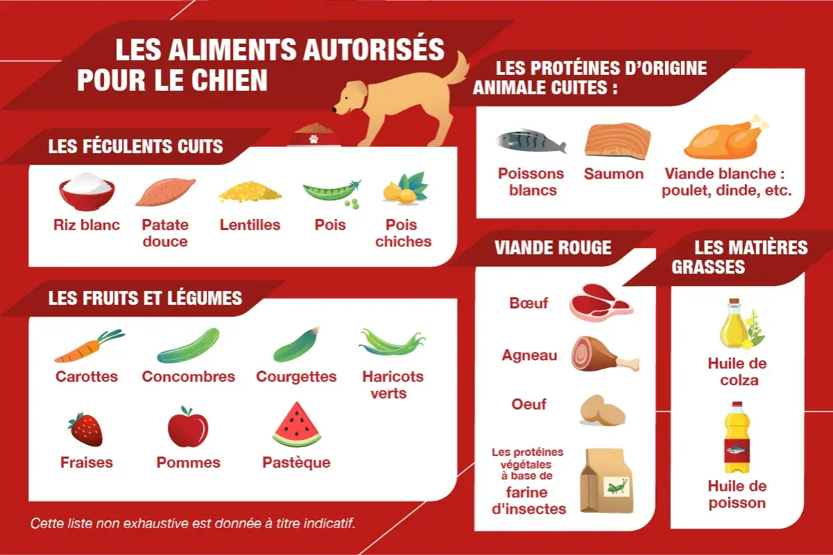 Recette maison pour chien diab&eacute;tique : f&eacute;culents cuits (riz, patate douce), fruits, l&eacute;gumes, prot&eacute;ines animales (poisson, poulet), viandes rouges et mati&egrave;res grasses.