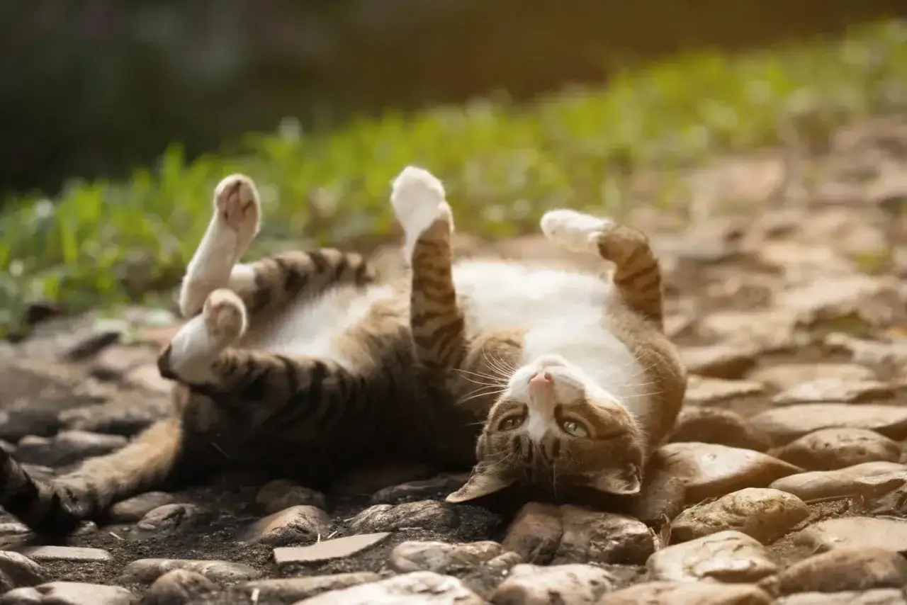 Chatte tigr&eacute;e se roule sur le dos, pattes en l'air. Un signe pour savoir si ma chatte est en chaleur ?