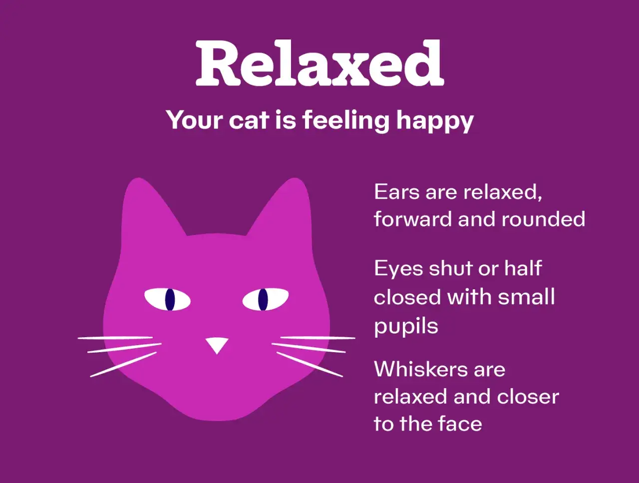 Un chat d&eacute;tendu, les oreilles et les moustaches rel&acirc;ch&eacute;es, les yeux mi-clos. Il ronronne fort de bonheur.