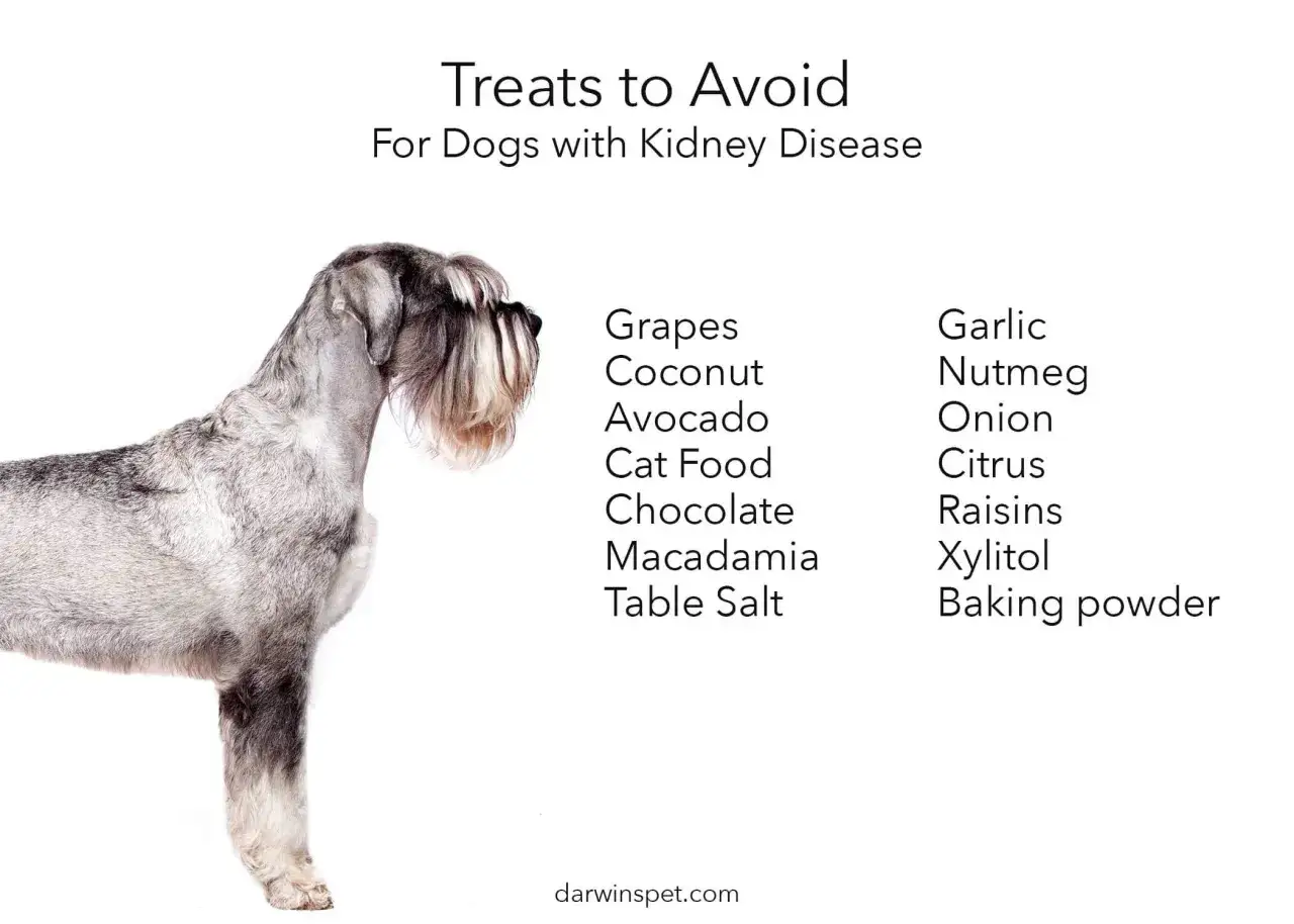 Liste des aliments interdits pour insuffisance rénale chien : raisins, noix de coco, avocat, nourriture pour chat, chocolat, macadamia, sel de table, ail, muscade, oignon, agrumes, raisins secs, xylitol, levure chimique.
