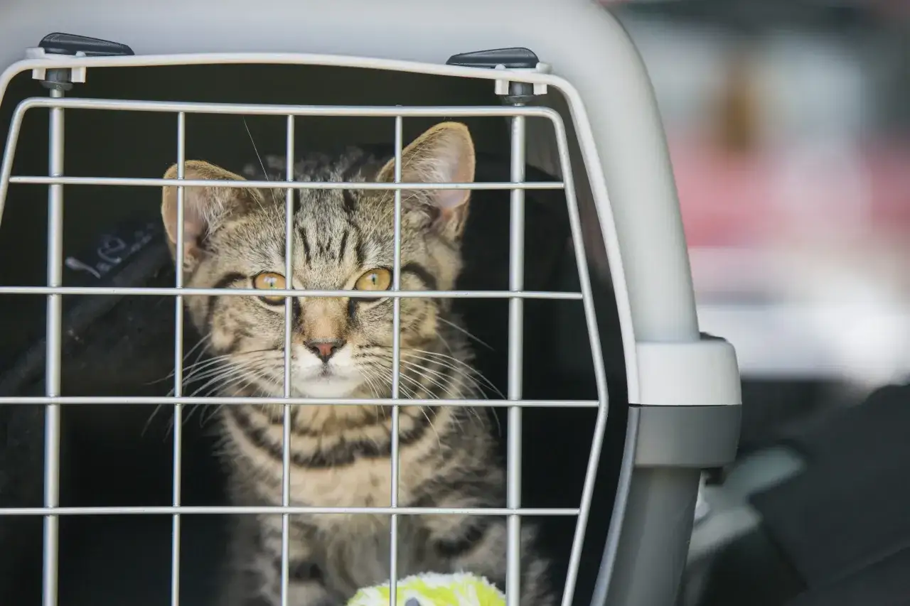 Un chat tigr&eacute; miaule dans sa cage de transport en voiture. Que faire pour le calmer ?