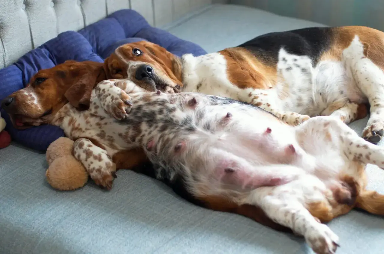 Deux chiennes Basset Hound dorment paisiblement, l'une sur le dos, montrant des signes de grossesse nerveuse chienne.