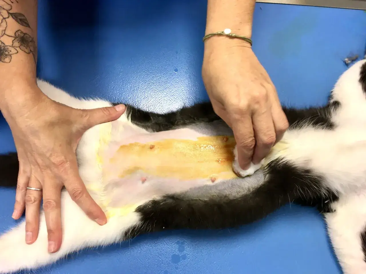 Préparation du ventre d'un chat pour la stérilisation. Le vétérinaire nettoie la zone avec une solution antiseptique. Le prix de la stérilisation chat varie.