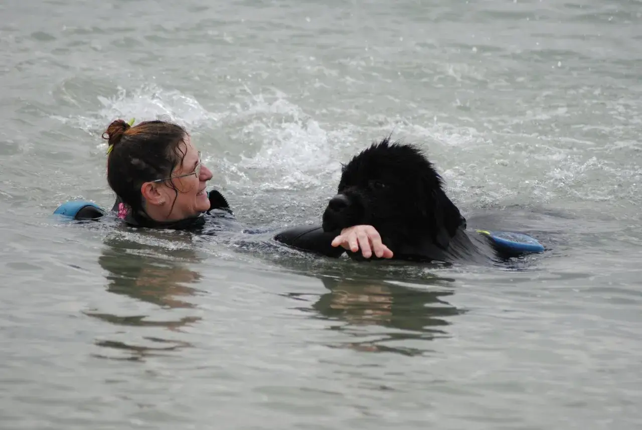 Une femme et son grand chien noir, un terre neuve, nagent joyeusement dans l'eau agitée.