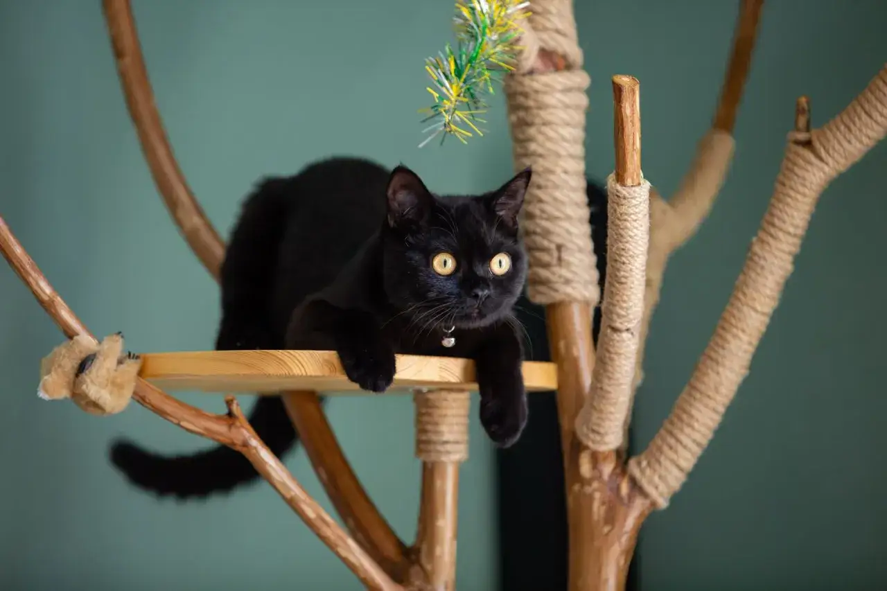 Un chat noir aux yeux d'or se repose sur une plateforme d'un arbre à chat fait maison avec une branche.