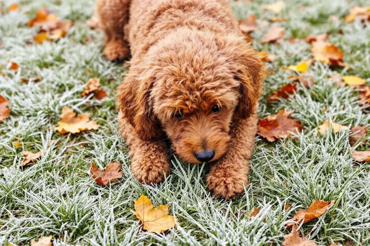 Un adorable chien qui renifle l'herbe givrée et les feuilles d'automne, curieux de découvrir les secrets de la nature.
