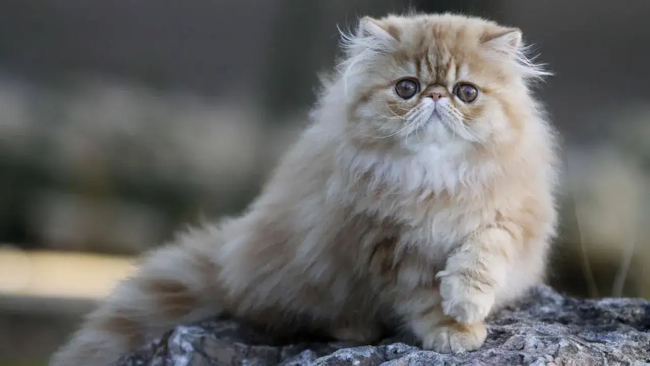 Un adorable persan chat museau plat, au pelage cr&egrave;me et aux grands yeux ronds, pose sur des rochers.