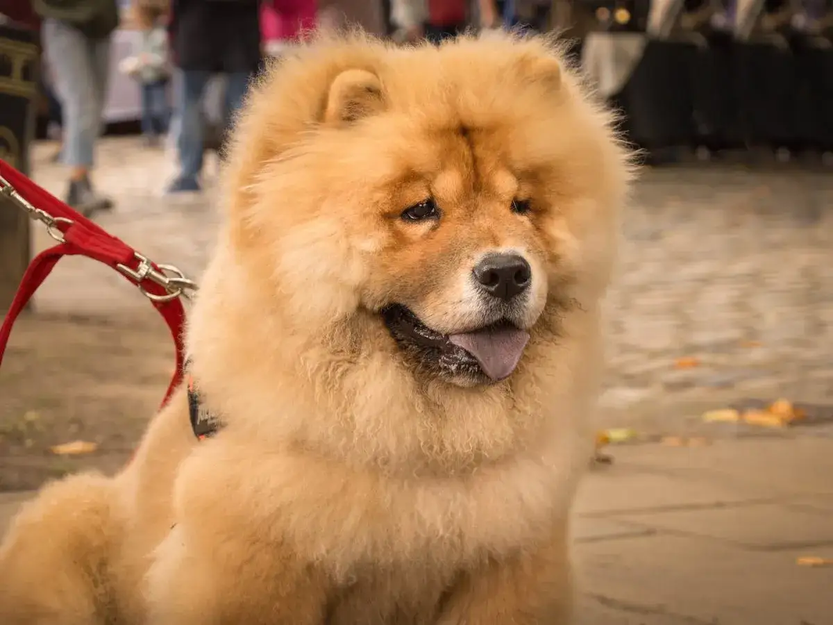 Un adorable chow chow &agrave; la fourrure &eacute;paisse, en laisse rouge, attend patiemment.
