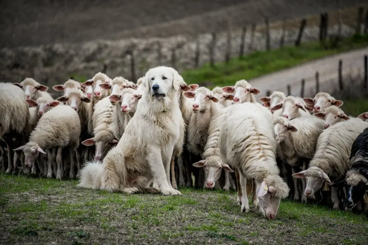 Un chien berger montagne veille sur son troupeau de moutons blancs dans un paysage rural.
