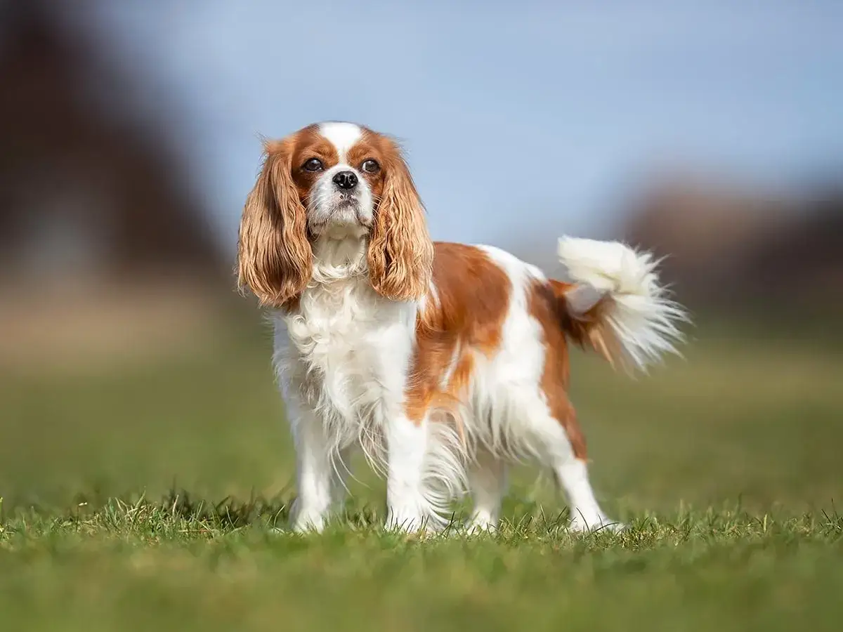 Un Cavalier King Charles, beau et en pleine forme, pr&ecirc;t pour son avis v&eacute;t&eacute;rinaire. Son pelage bicolore et ses longues oreilles tombantes sont magnifiques.