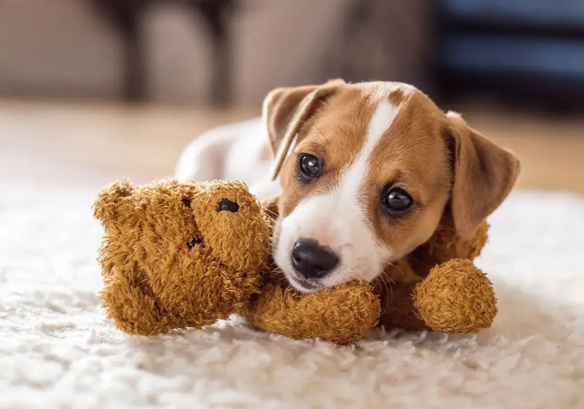 Un adorable petit chien de compagnie, un chiot Jack Russell, c&acirc;line son ours en peluche sur un tapis moelleux.