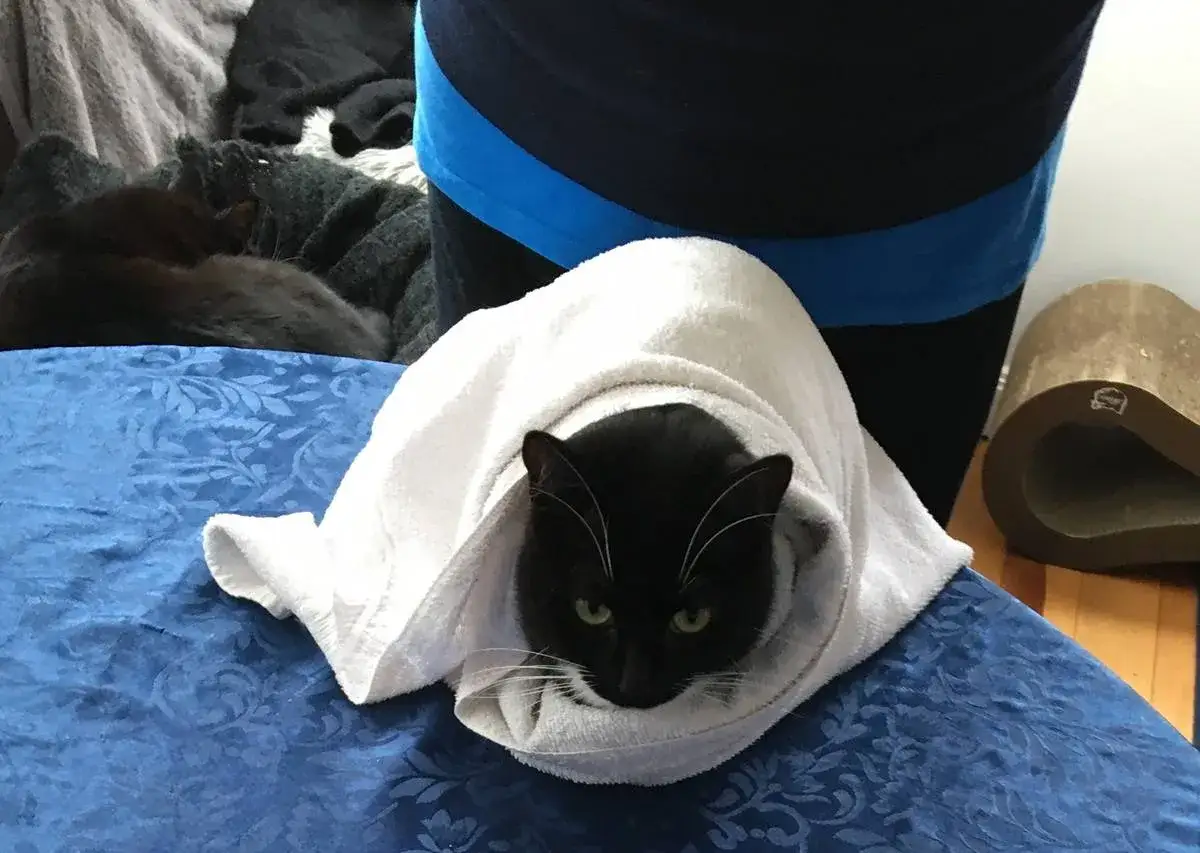Un chat noir et blanc, emmitouflé dans une serviette blanche, attend patiemment. Une leçon sur comment laver un chat, peut-être ?