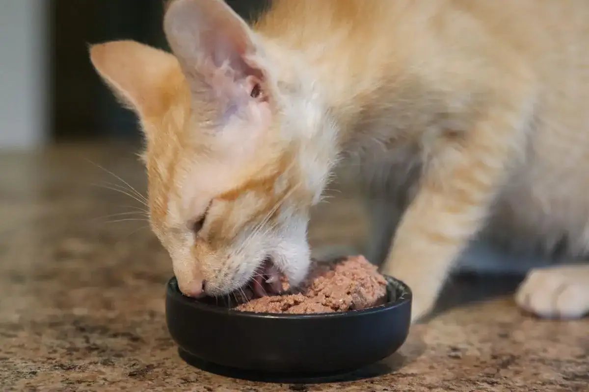 Un chaton roux savoure son aliment sans iode pour chat dans une gamelle noire.