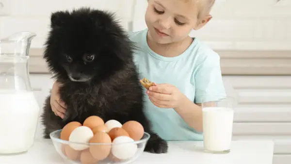 Un enfant donne un biscuit à son chien noir, avec des œufs et du lait sur la table. Combien d'oeuf par semaine pour un chien ?