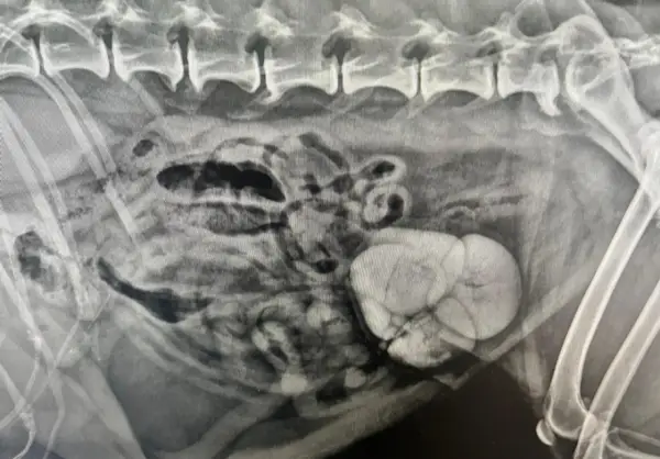 Radiographie abdominale révélant une masse kystique et la présence de cristaux d'oxalate de calcium dans la vessie.