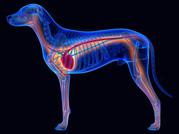 Anatomie d'un chien, montrant le squelette bleu transparent, le système circulatoire rouge et orange, et où est le cœur du chien, au centre de la cage thoracique.