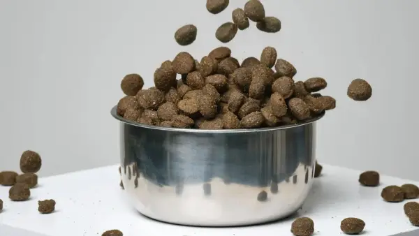 Transition croquette chien diarrhée : des granulés tombent dans une gamelle en inox, certains se dispersent autour.