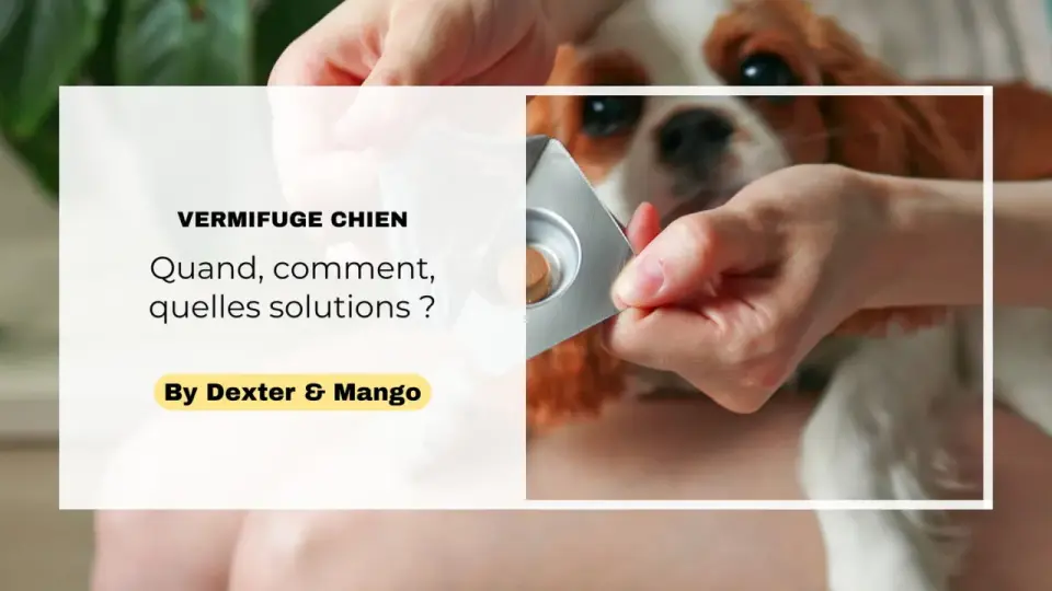Vermifuger son chien - quand, comment et à quelle fréquence