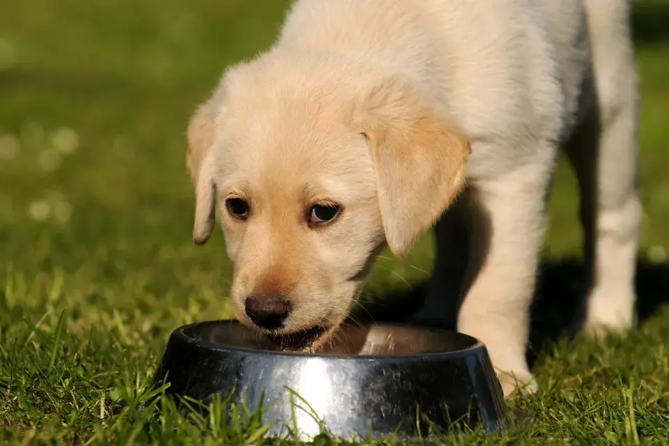 Lait pour chien - Bon ou mauvais ? L'avis du vétérinaire
