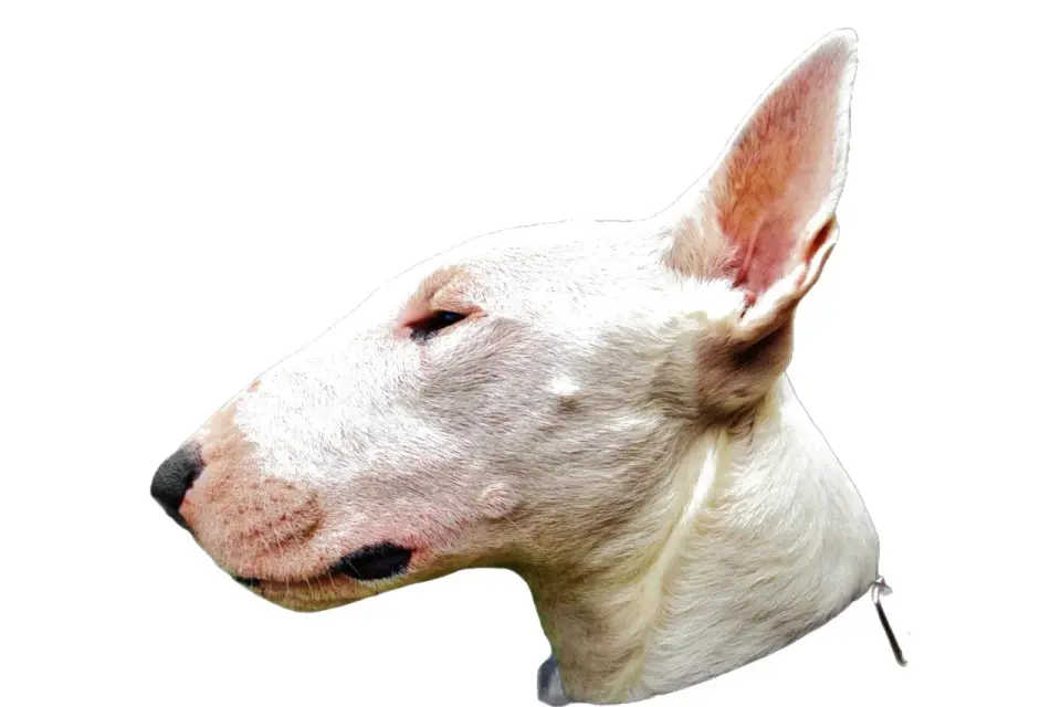 Bull-terrier - caractère, santé et conseils avant l’adoption