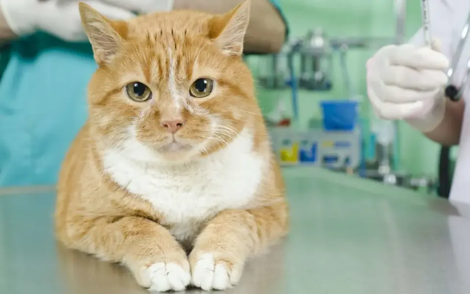Stérilisation chatte - L'âge idéal et les bénéfices clés